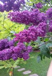 Gartenflieder 17