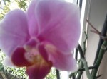 Orchideen