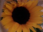 Bild von Sonnenblume