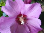 Hibiskus Blüte